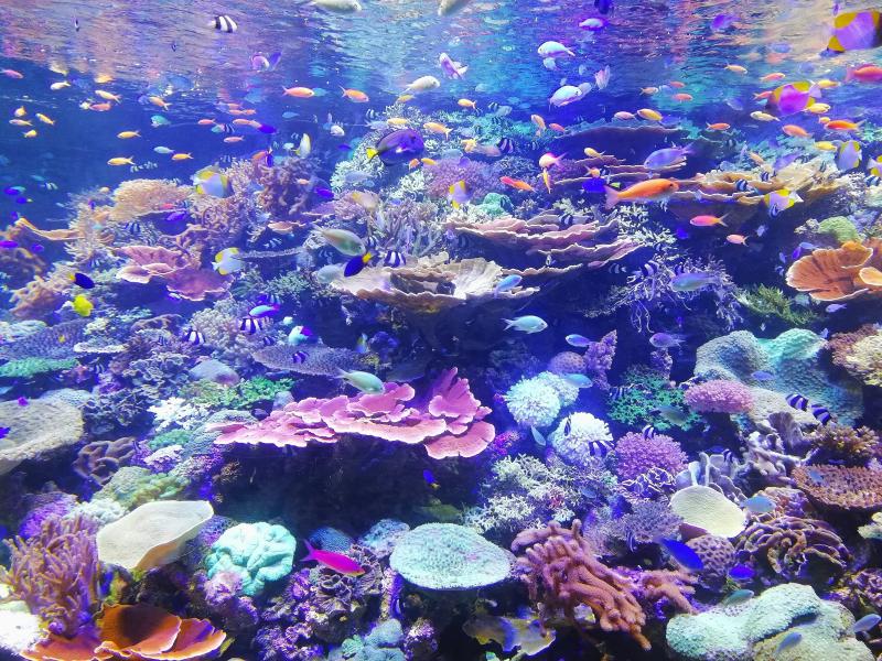 Observing Marine Life at Aquarium During Japan Trip with Kids
