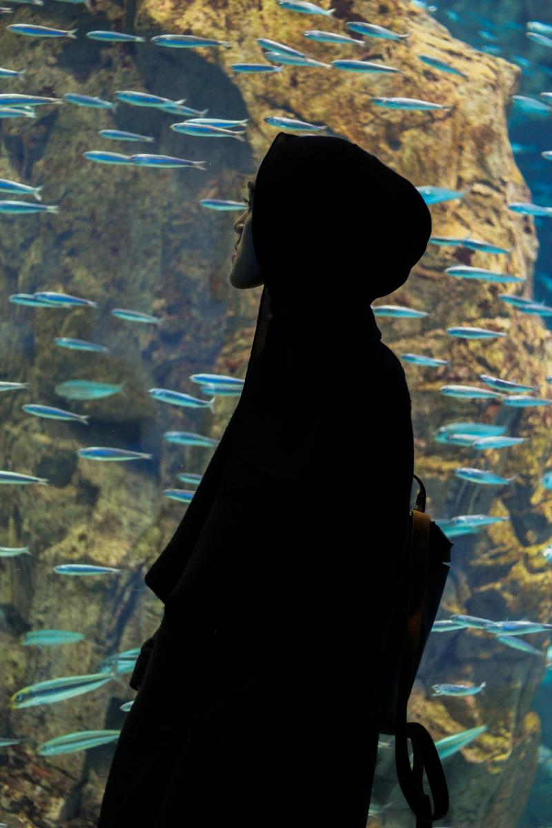 Visit Japan with Kids to Lost in Osaka Aquarium Kaiyukan