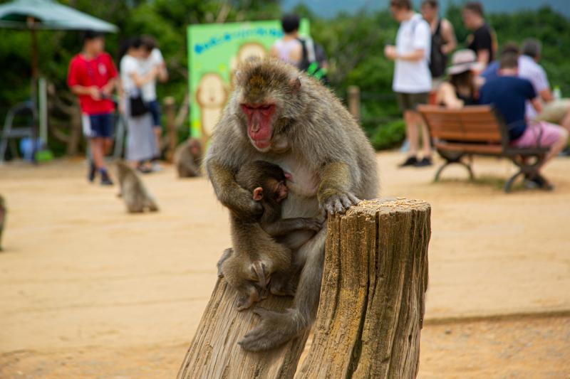 See Wild Monkeys during Japan Tour with Kids in Kyoto