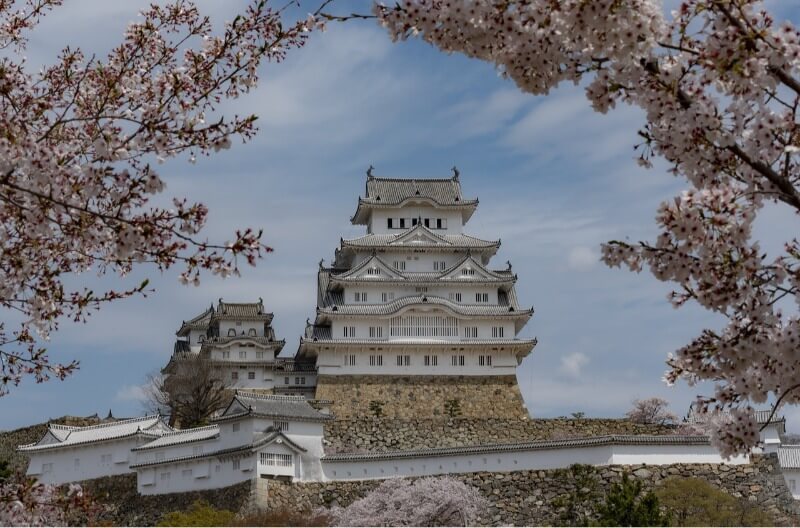 Himeji Castle Cherry Blossom