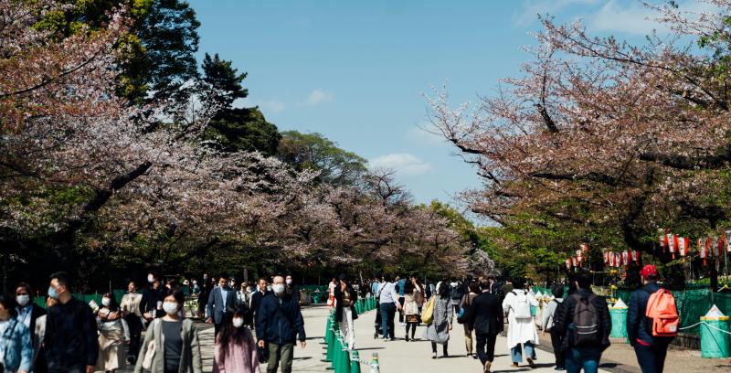 Japan Sakura Blossom