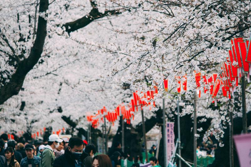 Sakura Festival in Japan