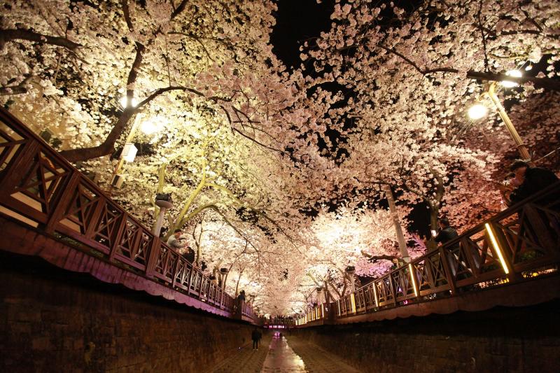 Jinhae Cherry Blossom Festival