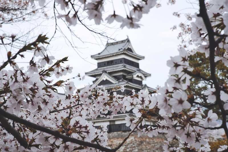 Matsumoto Castle Sakura