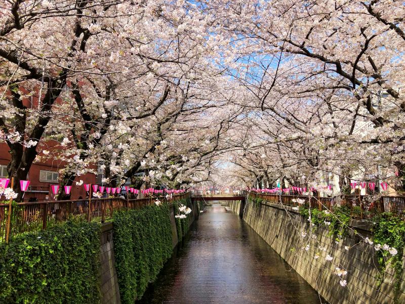 Meguro Sakura Is One of the Best Things to Visit in Tokyo