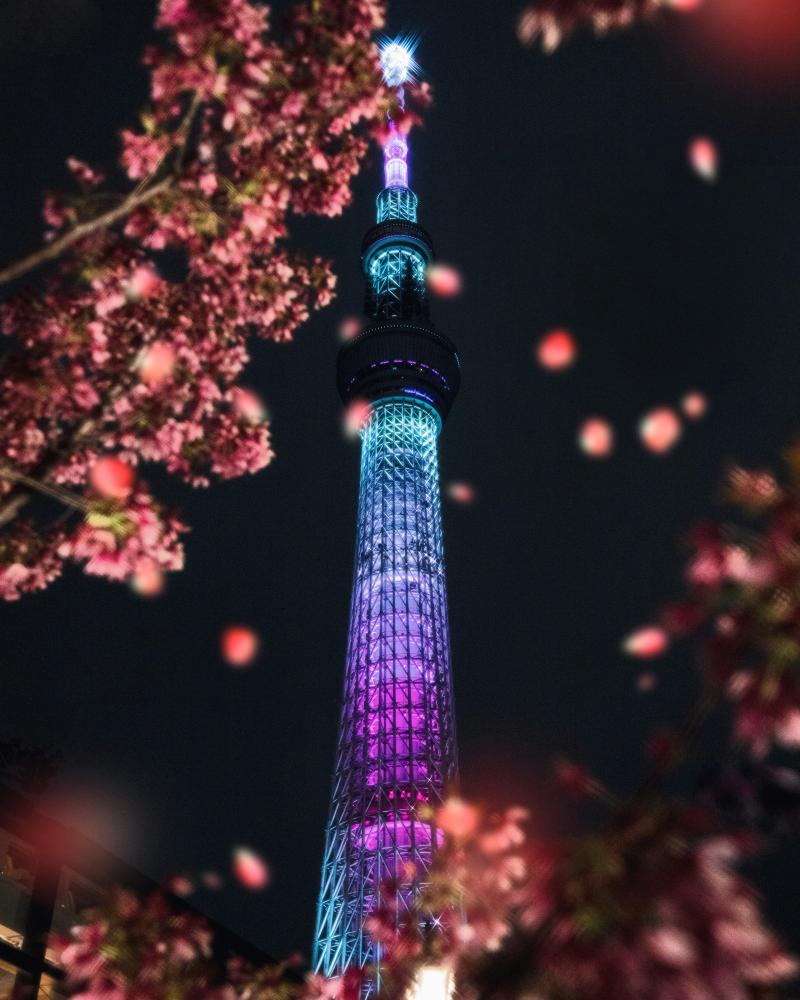 Stunning Night View of Tokyo Skytree during Sakura Season