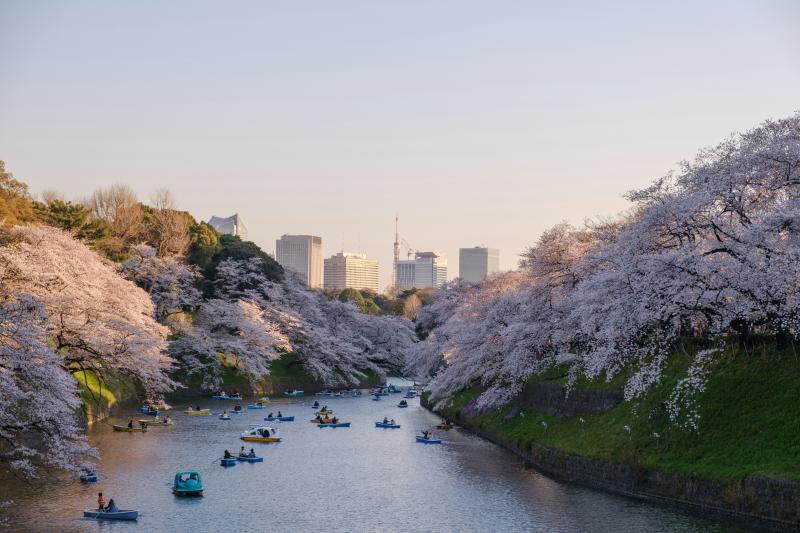 Enjoy Tokyo Cherry Blossom at Chidorigafuchi