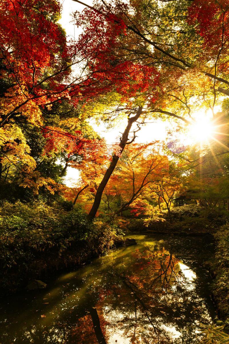 Rikugi-en: A Great Place to Visit During Autumn in Tokyo
