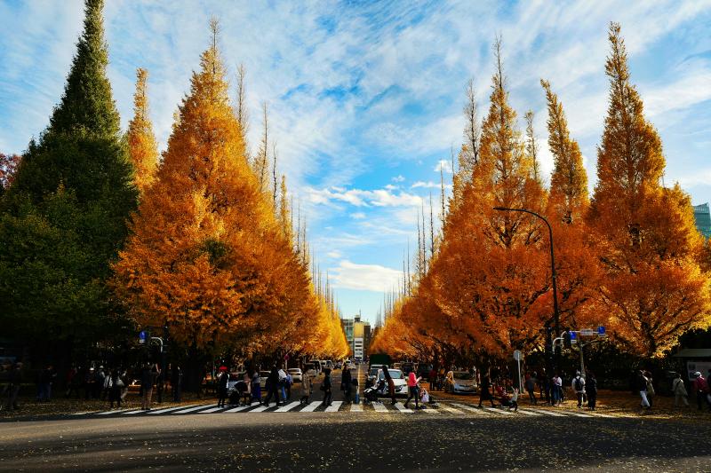 Meiji Jingu Gaien: One of Places to See in Japan in November