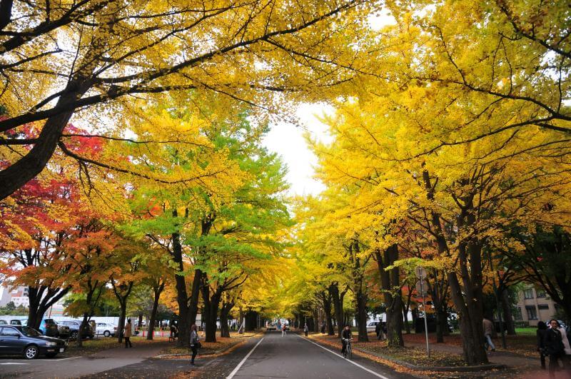 Visit Hokkaido to Admire the Best Foliage in October in Japan