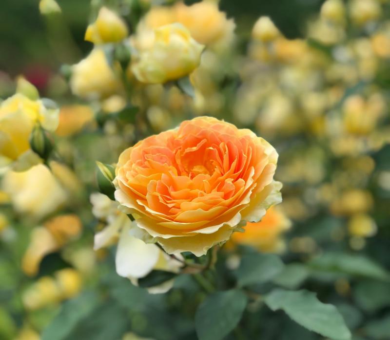 Roses Are Also Stunning Things to See in Japan in October