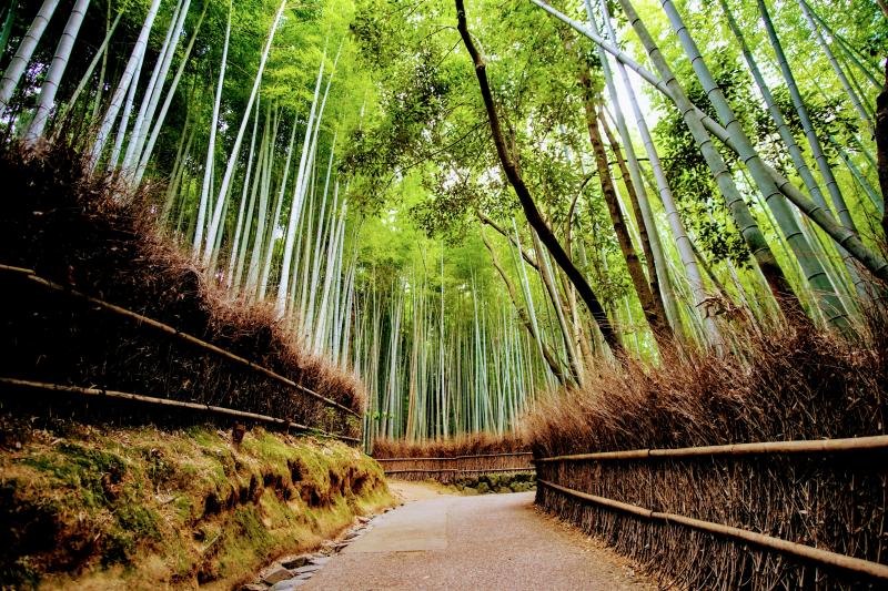 Arashiyama Bamboo Grove in Kyoto Japan in October