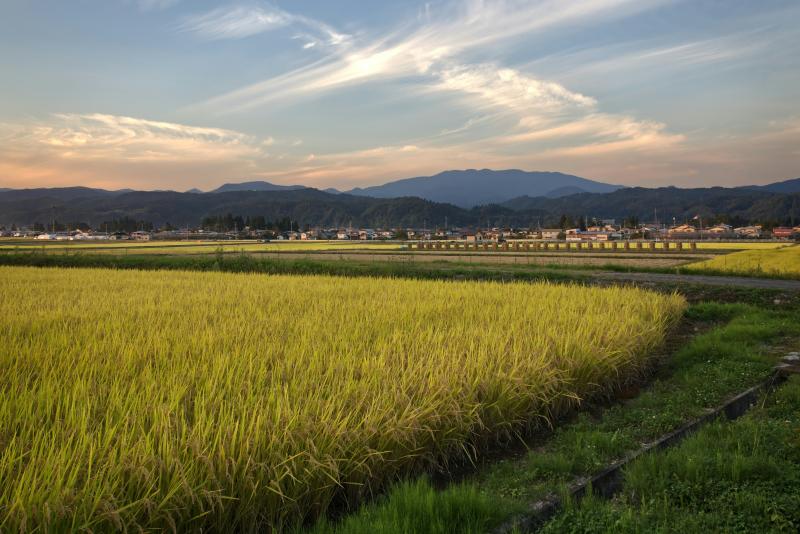 Rice Field in Rural Japan in Autumn Is Also Worthy Visiting