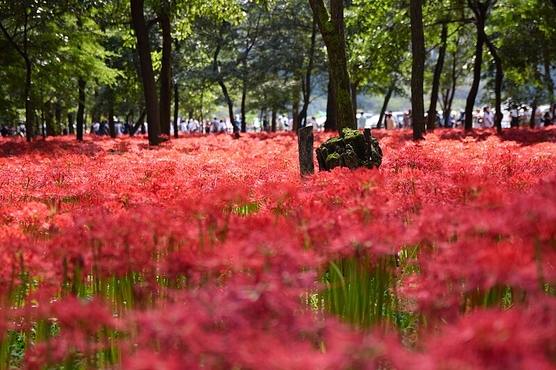 Travel to Japan in September to Admire the Stunning Red Spider Lily in Kinchakuda Manjushage Park