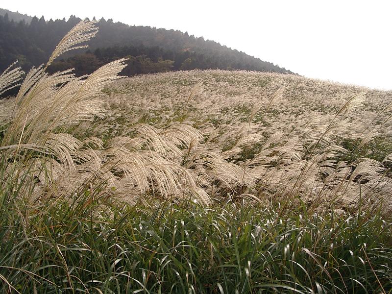 Sengokuhara Susuki Grass Fields Also Worthying Visiting in Japan September