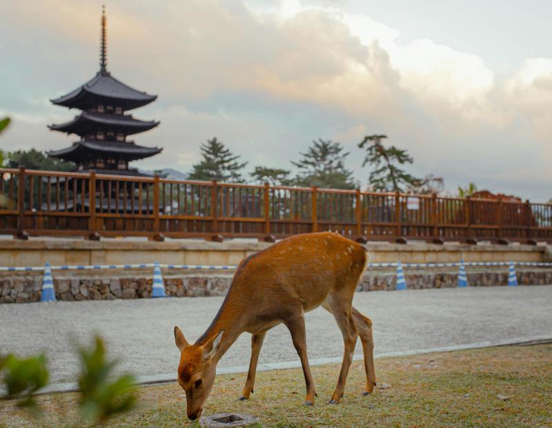 Visiting Japan in September