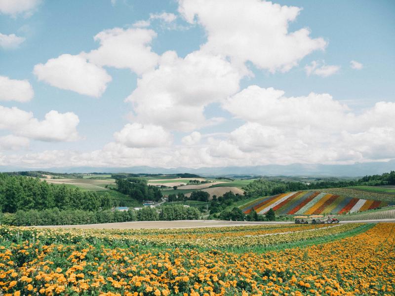 Enjoy Hokkaido's Flower Field During June in Japan