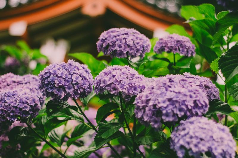 View Hydrangea at Mimuroto-ji Temple in Kyoto in June