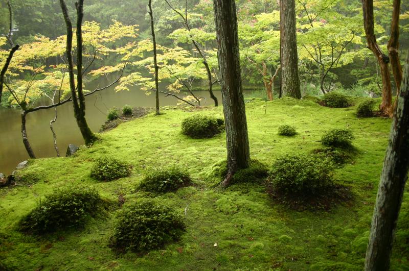 Stunning Moss View of Saihō-ji Temple in Kyoto