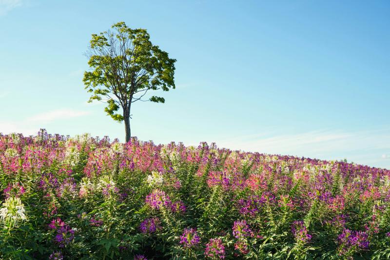 Shikisai-no-Oka in Summer in Hokkaido