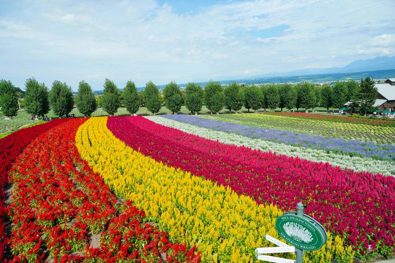 Farm Tomita in Hokkaido
