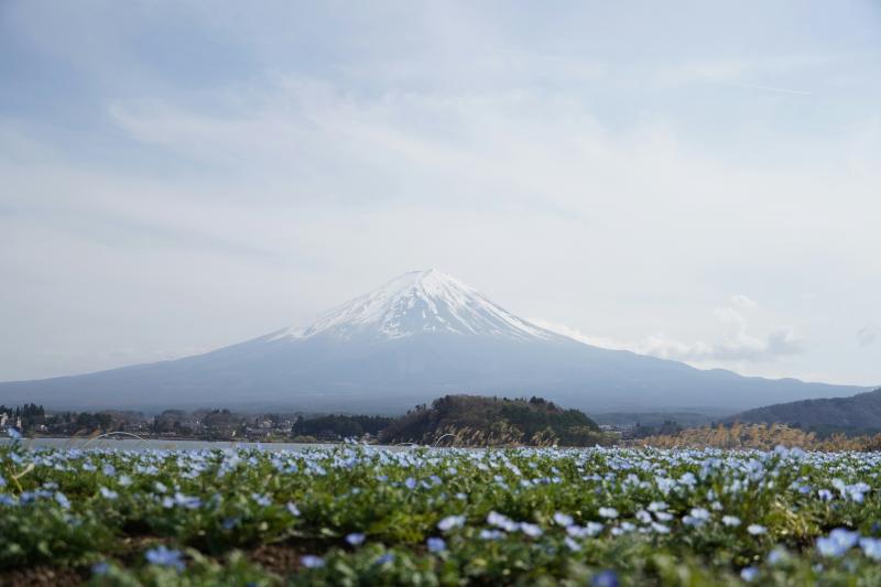 Fuji View from Oishi Park during July in Japan