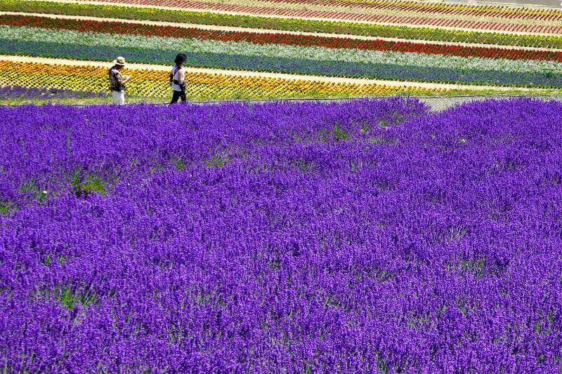 Head to Furano in Hokkaido during July