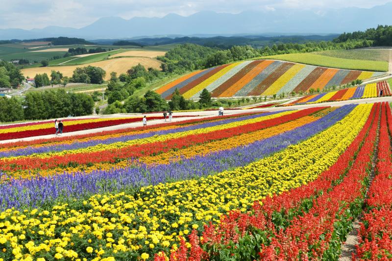 Visit Japan in August to Explore the Flower Field in Shikisai-no-Oka in Biei, Hokkaido