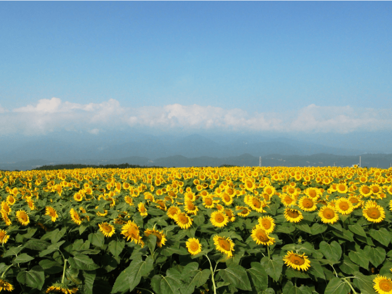 Akeno Sunflower Field, Yamanashi