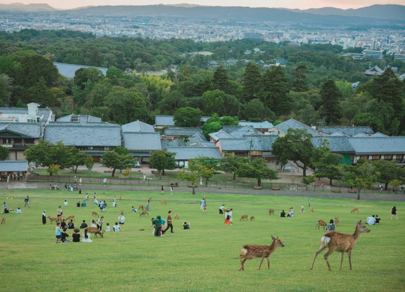 People Feed the Friendly Deers in Nara Park in Japan August
