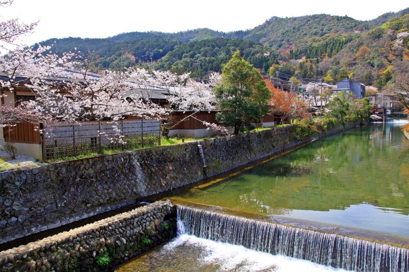 Arashiyama Sakura