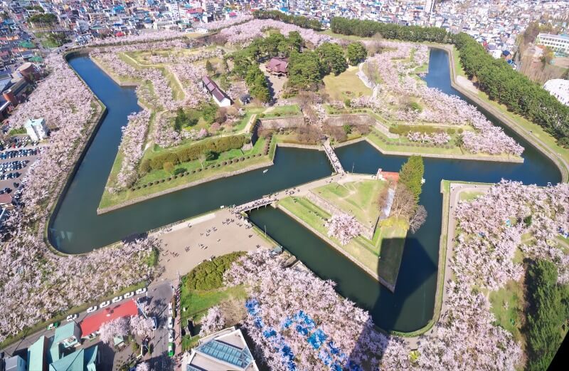 Hokkaido Cherry Blossom
