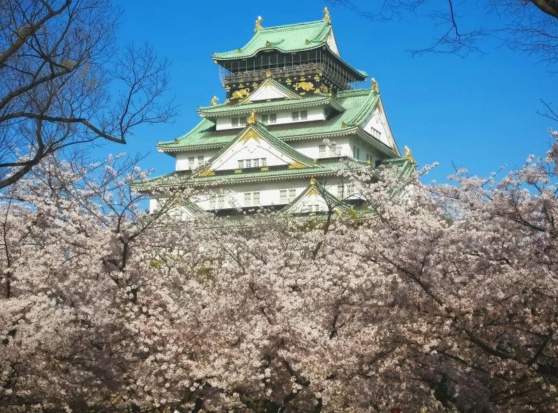 Osaka Castle Sakura