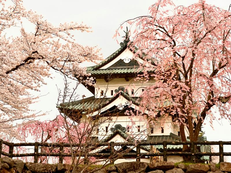 Hirosaki Castle Sakura