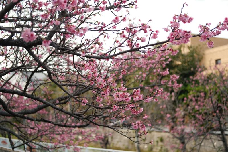 Enjoy the Earliest Sakura Season in Okinawa