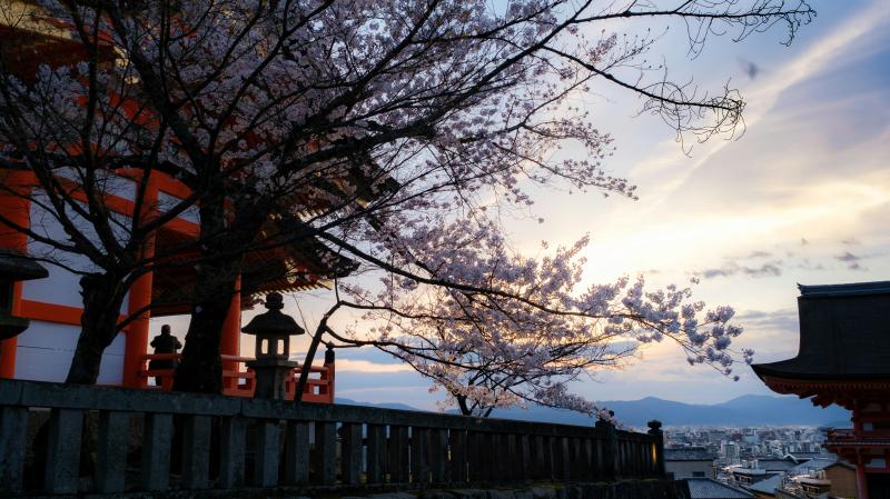 Enchanting Kyoto Sakura at Kiyomizu-dera Temple