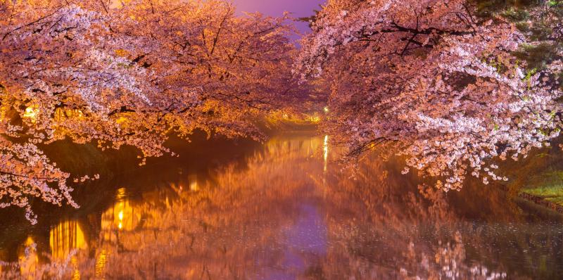 Aomori Cherry Blossom Festival