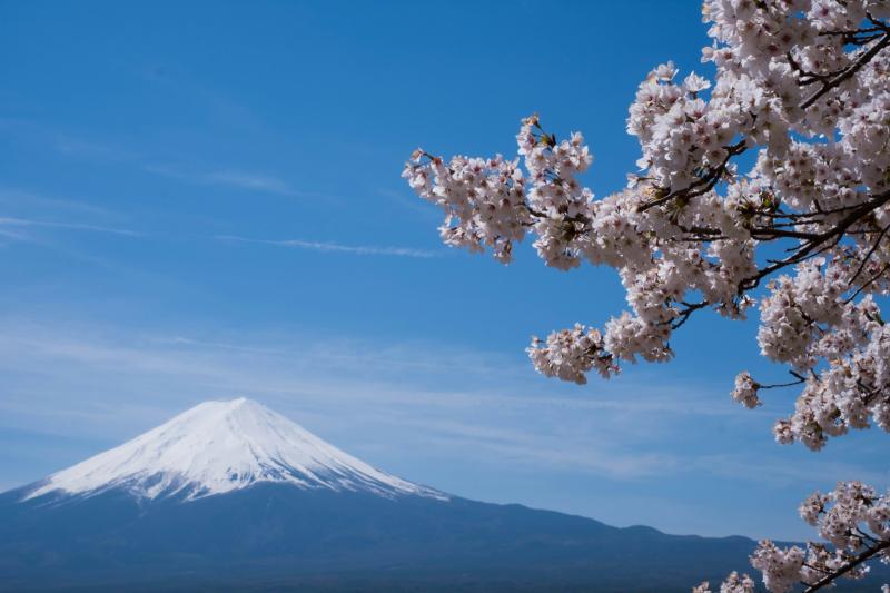 Mt. Fuji Sakura
