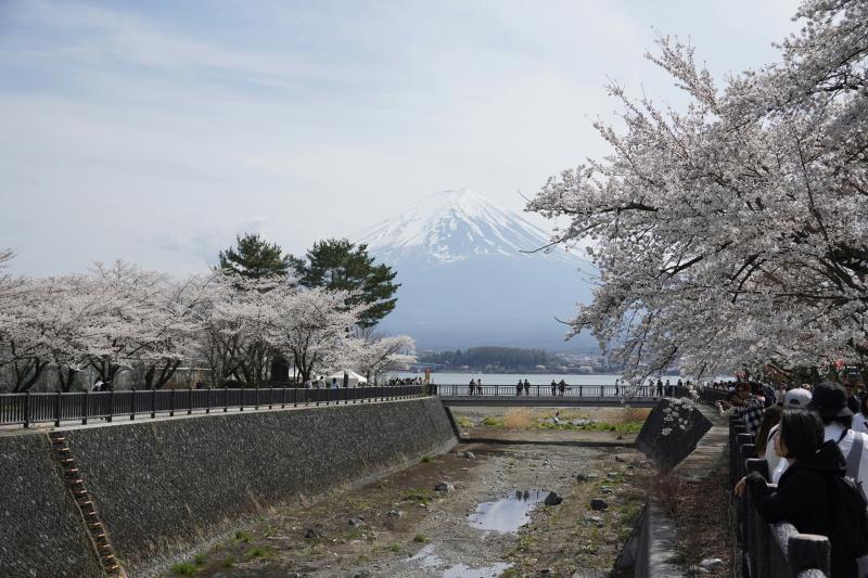 Mount Fuji Sakura Season