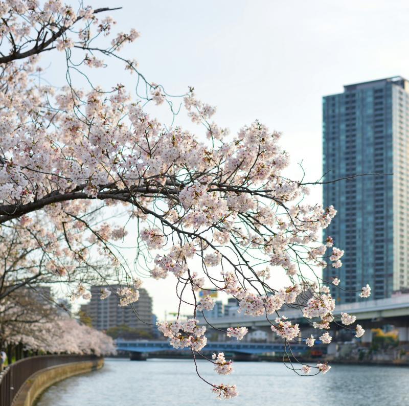 Enjoy Osaka Cherry Blossom at Sakuranomiya Park