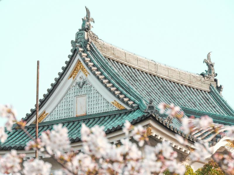 Admire Osaka Sakura at Kishiwada Castle