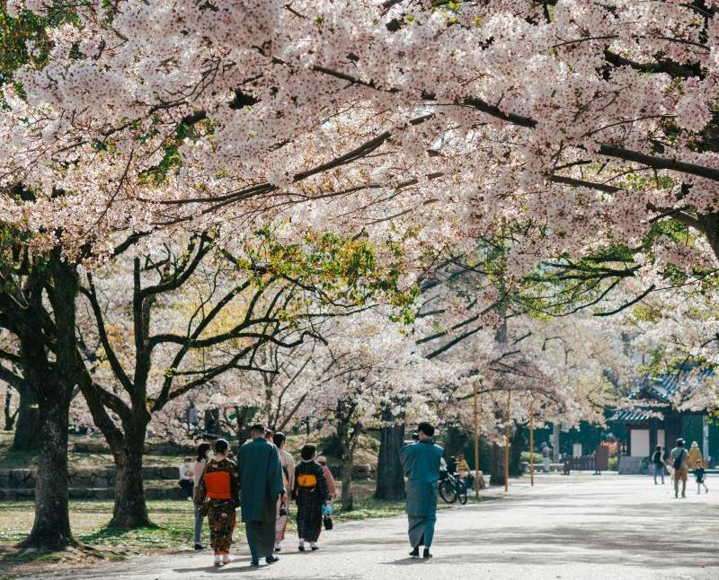 Kyoto Cherry Blossom Viewing