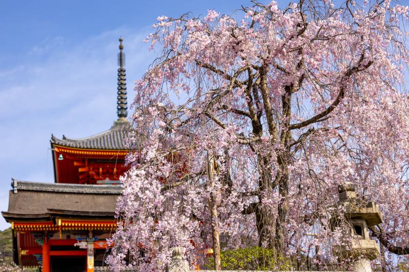 Admire Kyoto Sakura at Kiyomizu-Dera