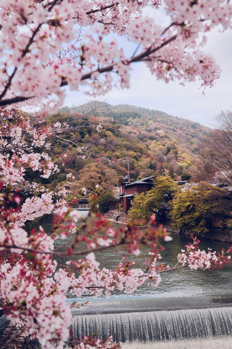 Stunning Kyoto Cherry Blossom at Arashiyama