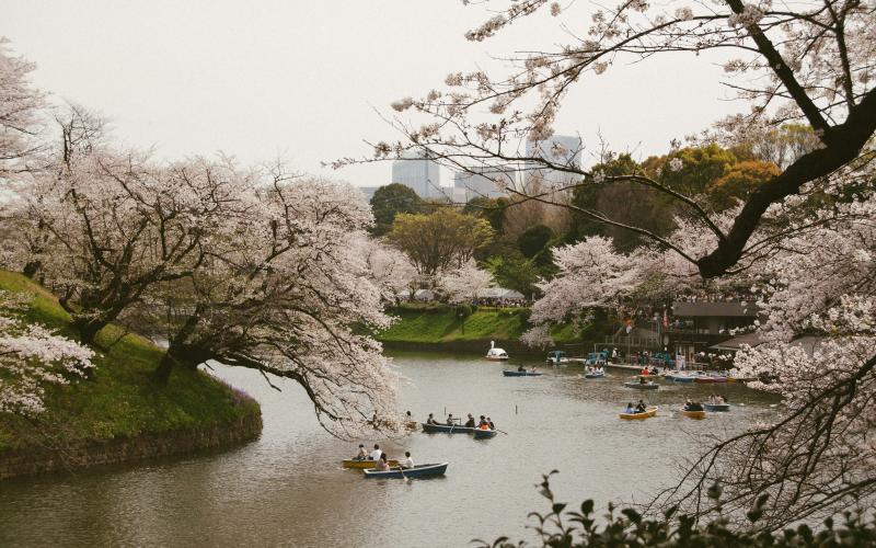 Tokyo Japan Cherry Blossom