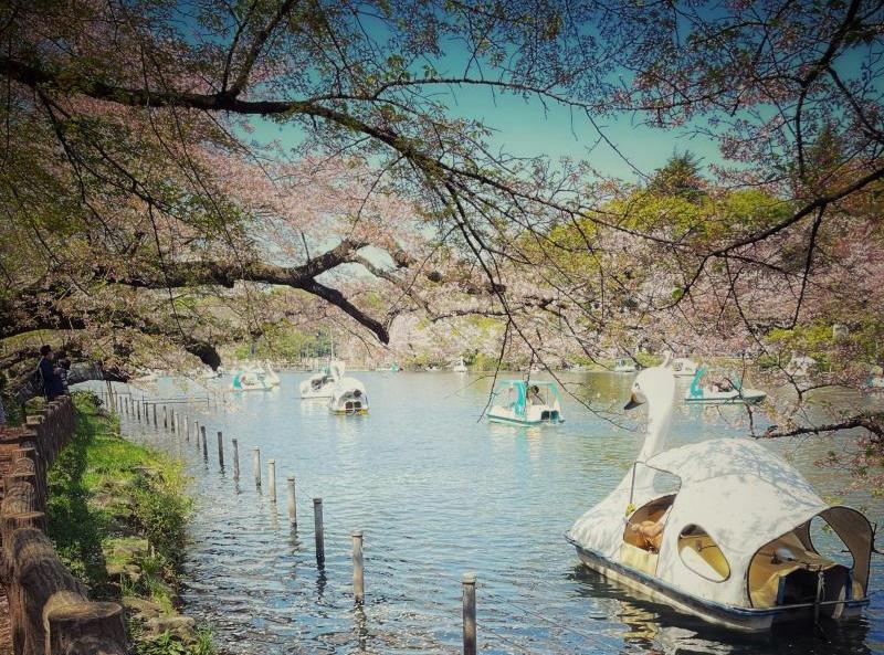 Admire Tokyo Sakura at Inokashira Park