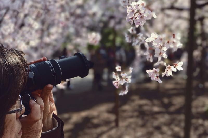 View Tokyo Cherry Blossoms at Rikugien Gardens