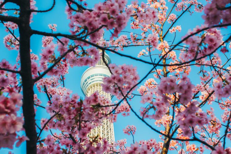 Stunning Tokyo Cherry Blossom with Tokyo Skytree