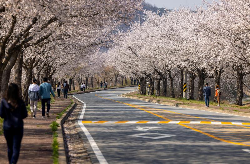 Cherry Blossom Season Korea