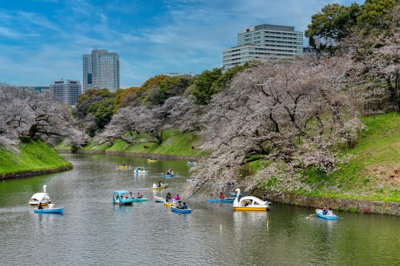 Enjoy Tokyo Sakura in Chidorigafuchi Moat